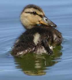 View of birds in water