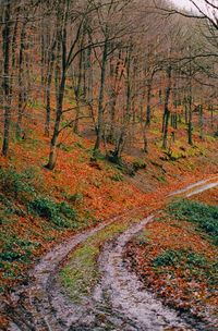 Road passing through forest