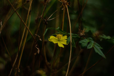 Close-up of yellow flowering plant