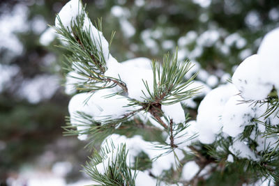 Evergreen pine tree branch covered with snow. winter nature theme.