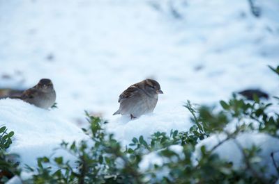 Close-up of bird perching on snow