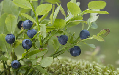 Fresh ripe blueberries on a branch in sunny summer day in the forest.