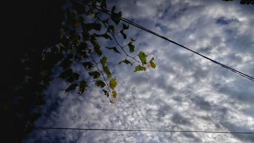 Low angle view of flowering tree against sky