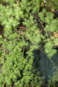 Plants in sunlight