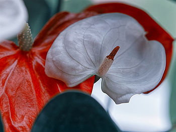 Close-up of red flower