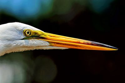 Close-up of bird