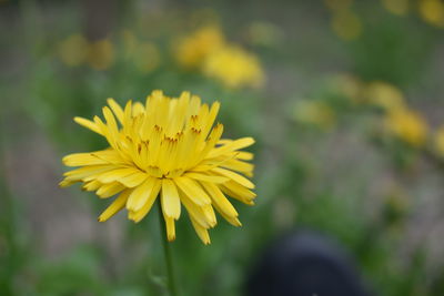 Close-up of yellow flowering plant