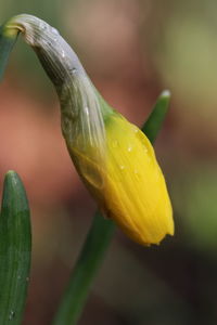 Close-up of wet yellow flower