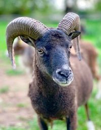 Portrait of a sheep in a  field