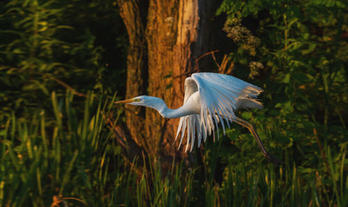 Side view of a bird flying