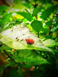 Close-up of ladybug on leaf