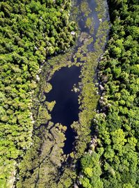 High angle view of plant by lake