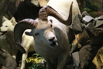 Close-up of sheep on field