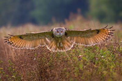 Close-up of owl flying over field