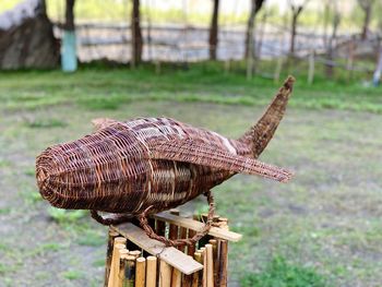 Close-up of bird on wooden post