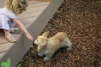 High angle view of dog with cat