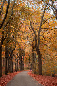 Road amidst trees during autumn