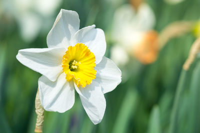 Close-up of white flower