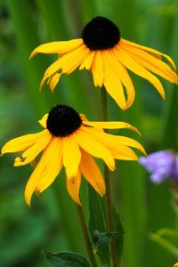 Close-up of yellow flower