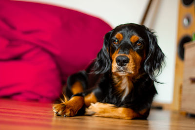 Close-up of dog looking away