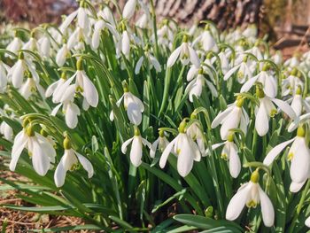 Close-up of white flowering plants in field