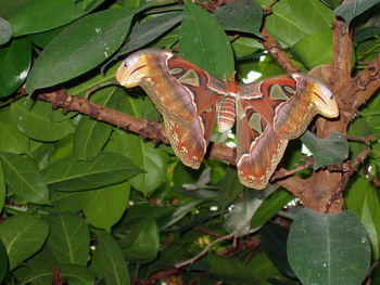 Close-up of insect on leaves