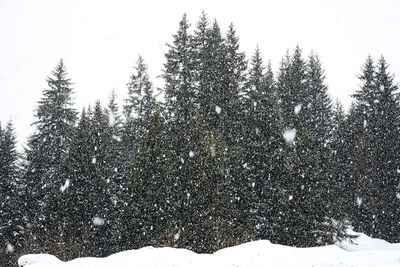 Pine trees on snow covered land against sky