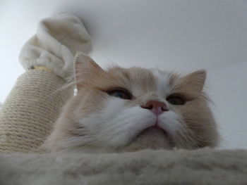 Close-up portrait of a cat