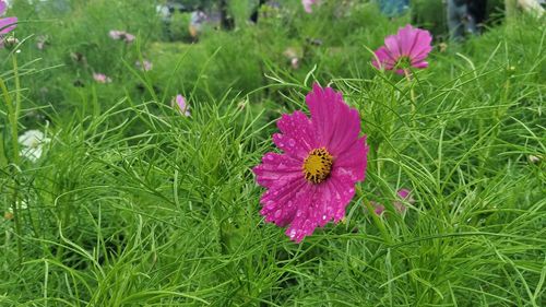 Close-up of pink flower on field