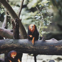 Monkey on tree branch