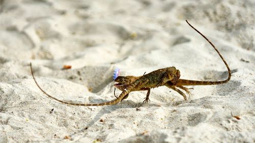 Close-up of insect