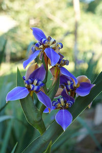 Close-up of purple flowers