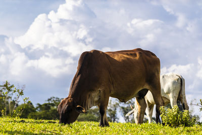 Recipient cow used in artificial insemination in a pasture area of a beef cattle farm in brazil