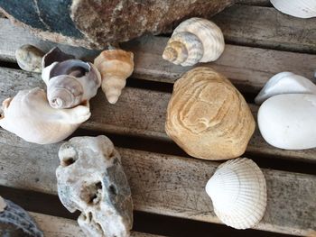 High angle view of shells on wood