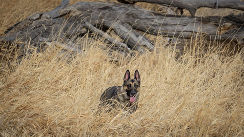 View of a dog on field