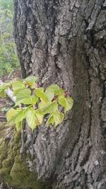 Close-up of tree trunk