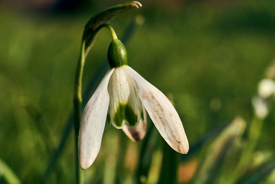 Close-up of white flowering plant