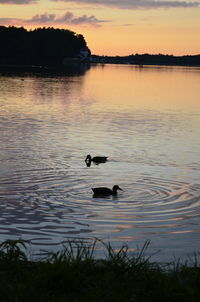 View of ducks swimming in lake