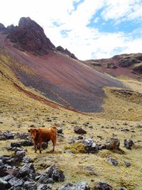 Horses grazing on field