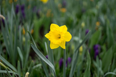 Close-up of yellow flowering plant on field