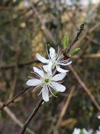 Close-up of white flower