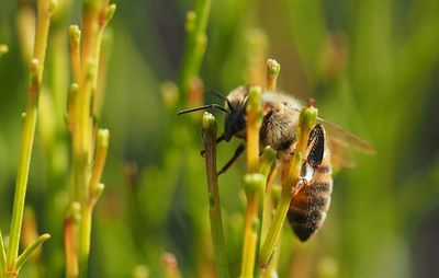Close-up of insect on plant