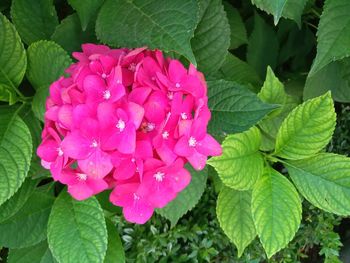 Close-up of pink flowering plant