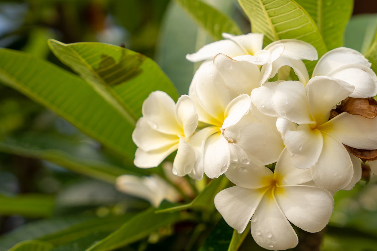 plant, flower, flowering plant, beauty in nature, freshness, nature, close-up, petal, white, blossom, fragility, growth, leaf, flower head, inflorescence, plant part, yellow, tree, springtime, no people, green, macro photography, outdoors, tropical climate, focus on foreground, frangipani, botany, day, environment, food