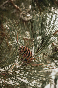 Close-up of pine cone on tree during winter