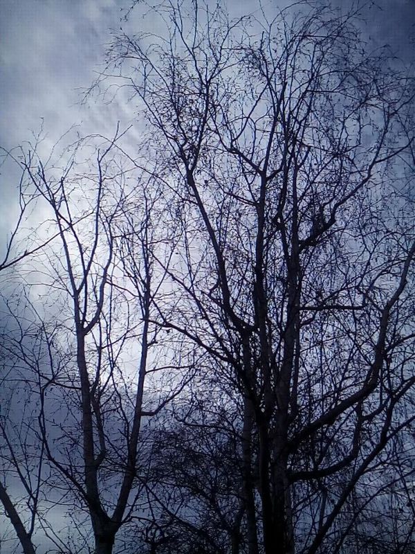 LOW ANGLE VIEW OF BARE TREES AGAINST SKY