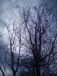 Low angle view of bare trees against sky