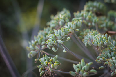 Close-up of plant