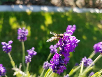 Close-up of bee on purple flowers