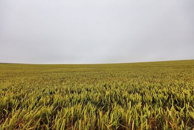 Crops growing on field against clear sky